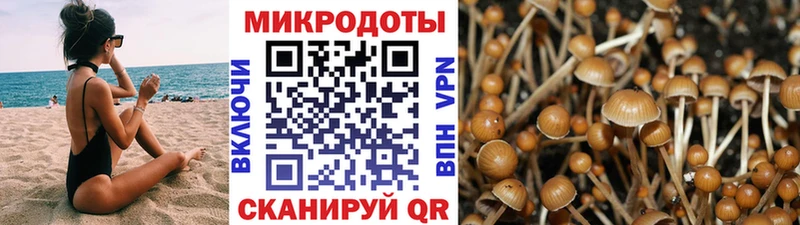 Псилоцибиновые грибы Psilocybe  сколько стоит  Нерчинск 